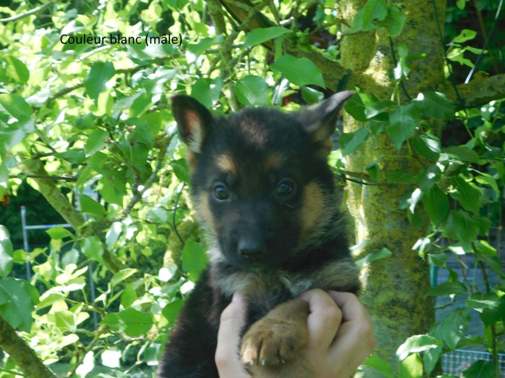 du domaine de l'AA - Chiots disponibles - Berger Allemand