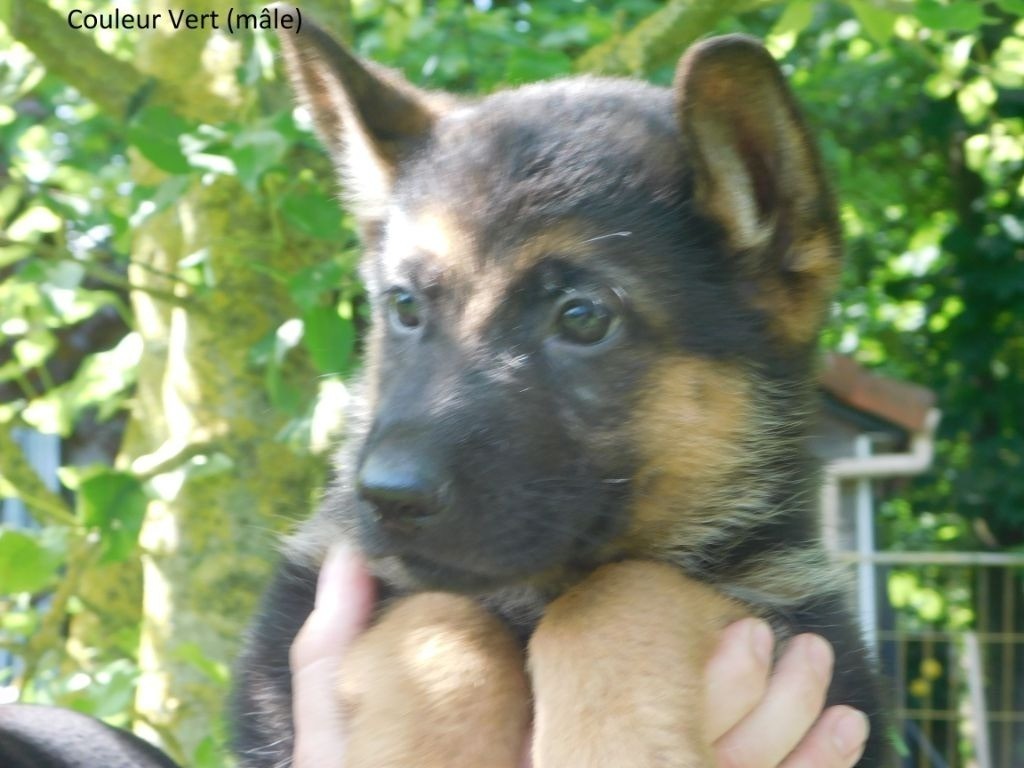 du domaine de l'AA - Chiots disponibles - Berger Allemand